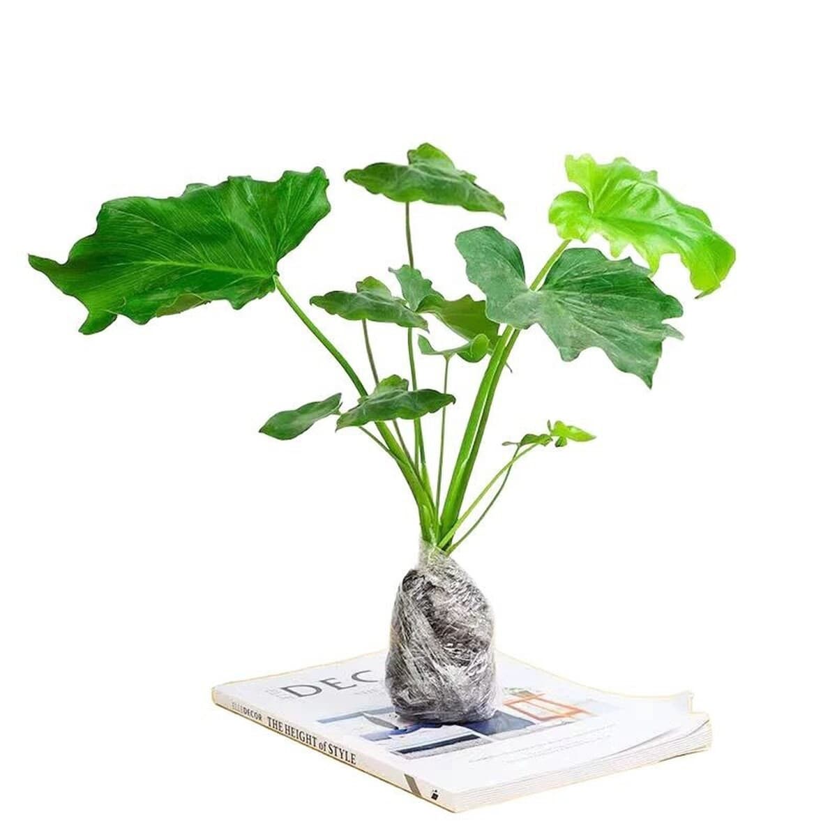 Гидропонные растения, горшечные растения с весенними перьями, плющ, комнатная монстера, зеленые растения, золотой бриллиант,...