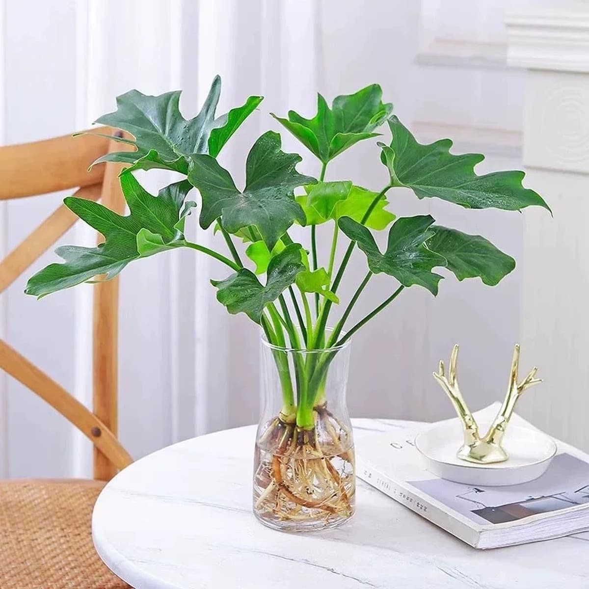 Гидропонные растения, горшечные растения с весенними перьями, плющ, комнатная монстера, зеленые растения, золотой бриллиант,...