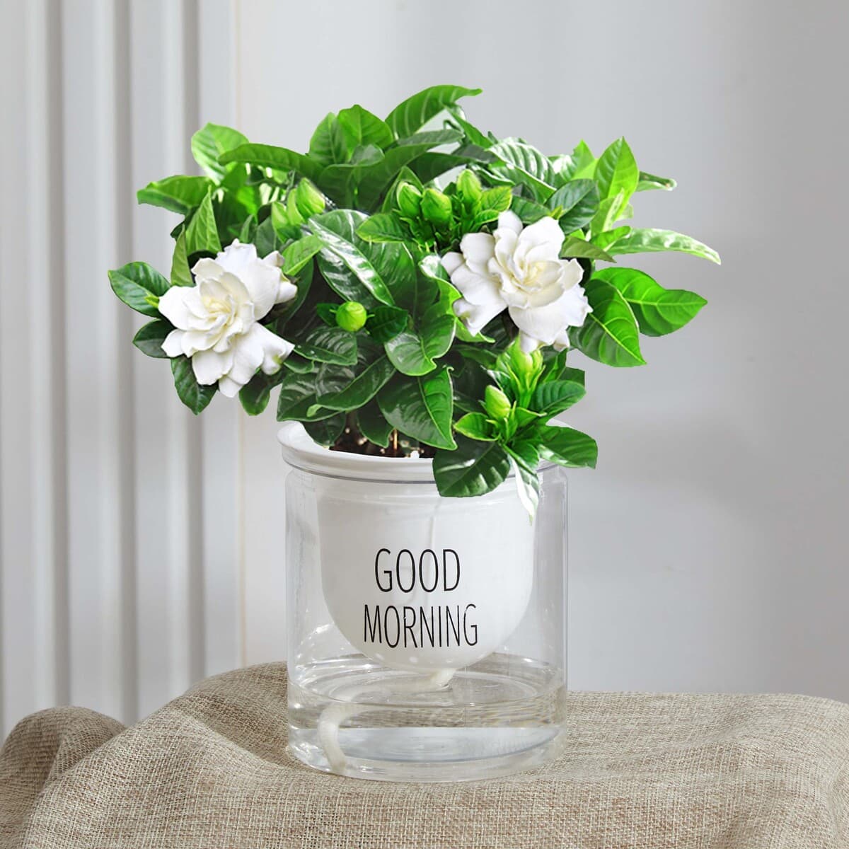 Цветочное растение Gardenia в горшке для дома с бутонами, балконное гидропонное зеленое растение, сильный аромат, большой...