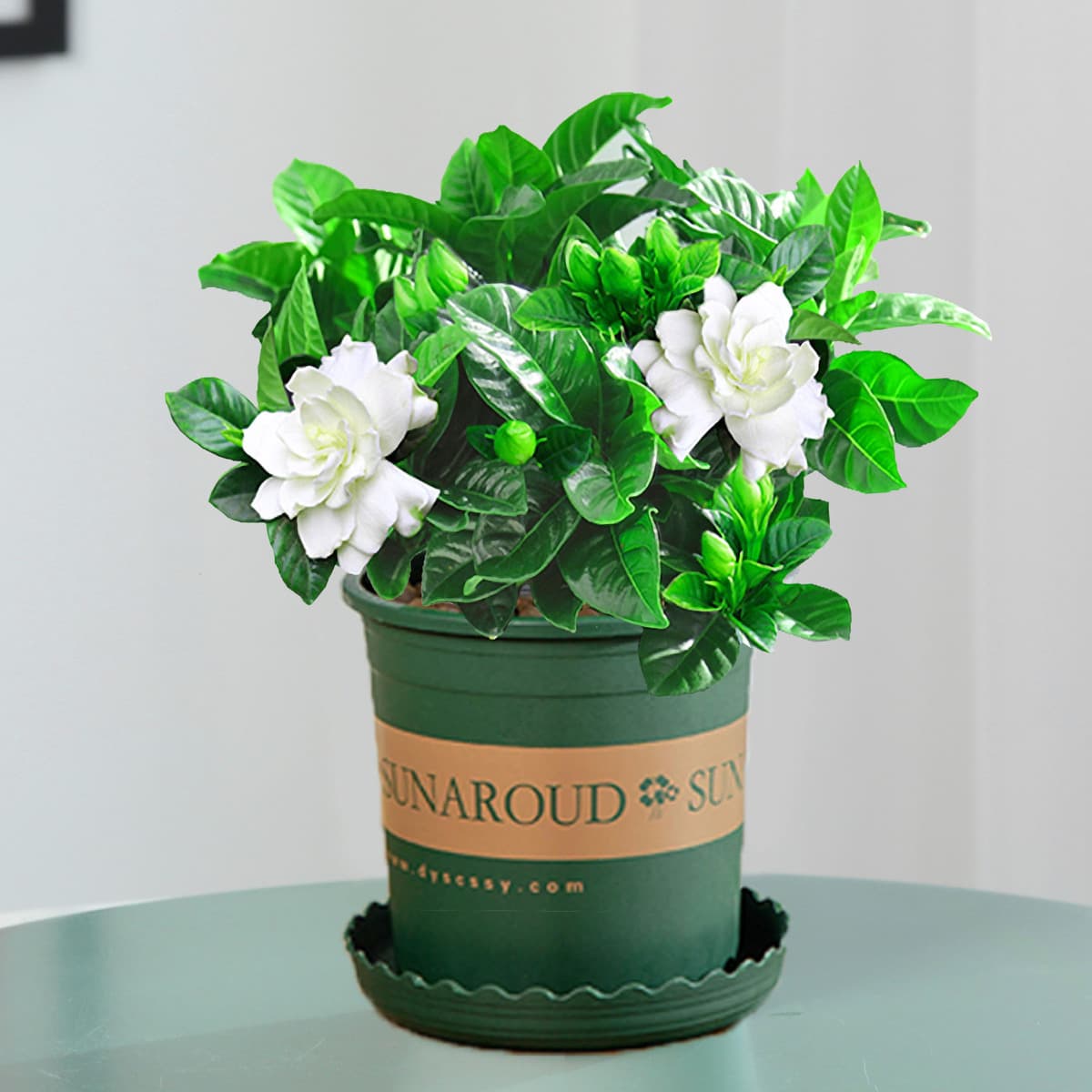 Цветочное растение Gardenia в горшке для дома с бутонами, балконное гидропонное зеленое растение, сильный аромат, большой...