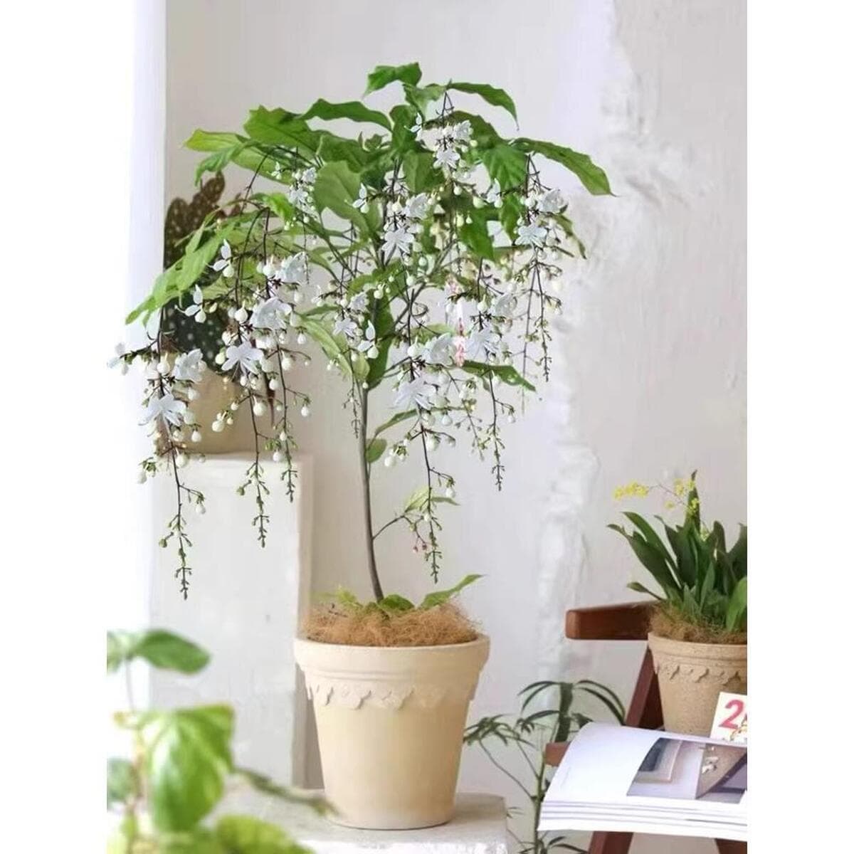 Импортированные шелковые цветы жасмина в горшках с бутонами, зеленые растения, комнатные подвесные растения, цветущие в...