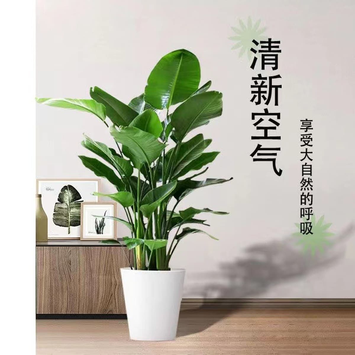 Птица рая в горшке, зеленое комнатное растение, большое растение для гостиной, напольное растение, настоящее дерево, офис,...