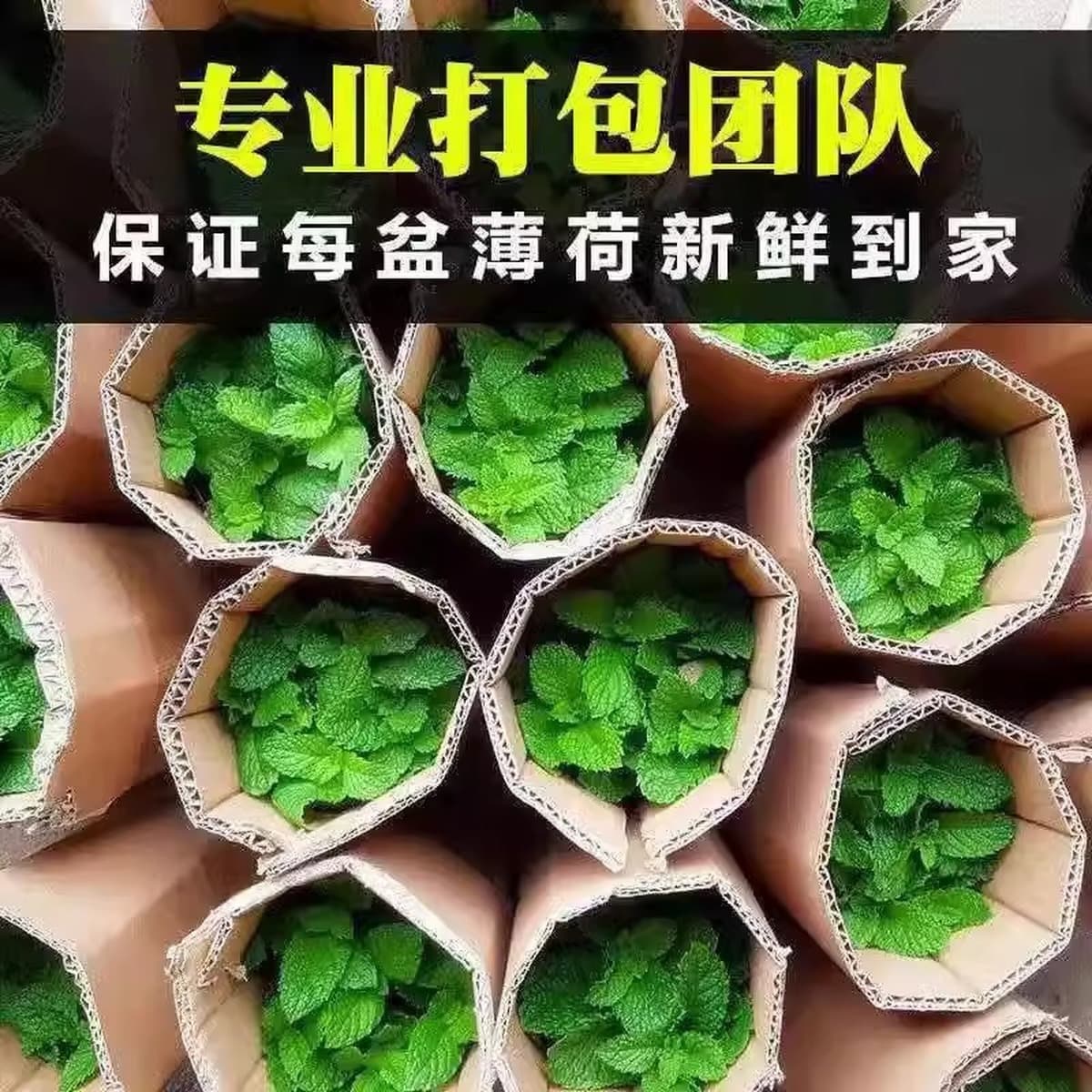 Мята в горшке, свежие съедобные листья лимонной мяты, зеленые растения для гостиной, комнатные зеленые растения, репеллент...