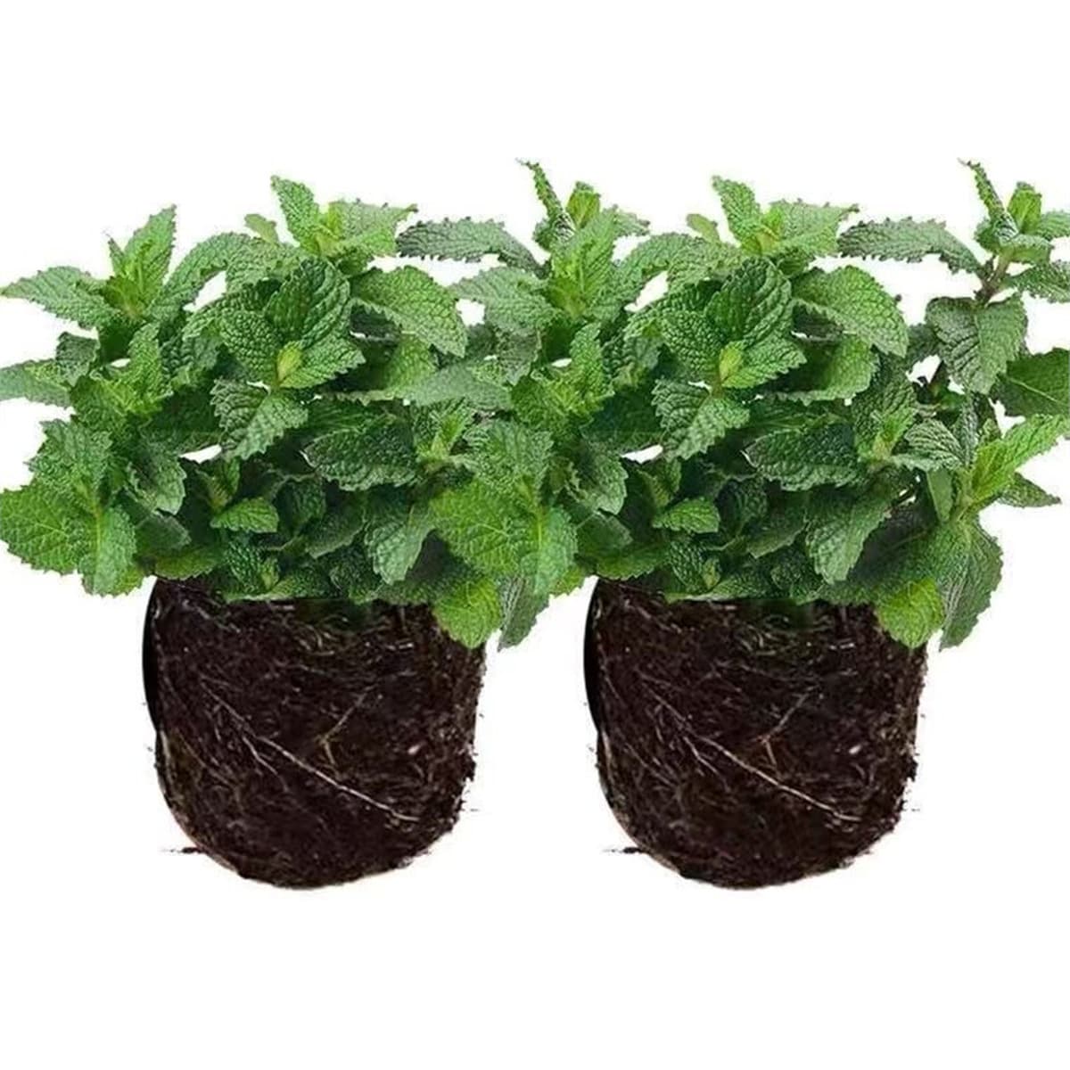 Мята в горшке, свежие съедобные листья лимонной мяты, зеленые растения для гостиной, комнатные зеленые растения, репеллент...