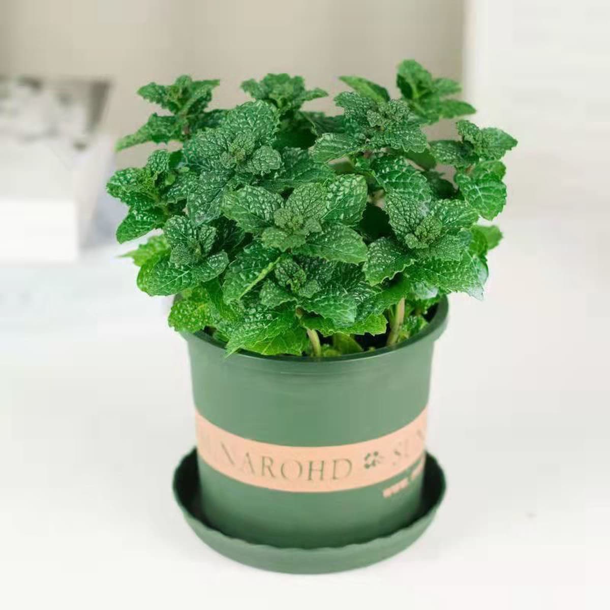 Мята в горшке, свежие съедобные листья лимонной мяты, зеленые растения для гостиной, комнатные зеленые растения, репеллент...