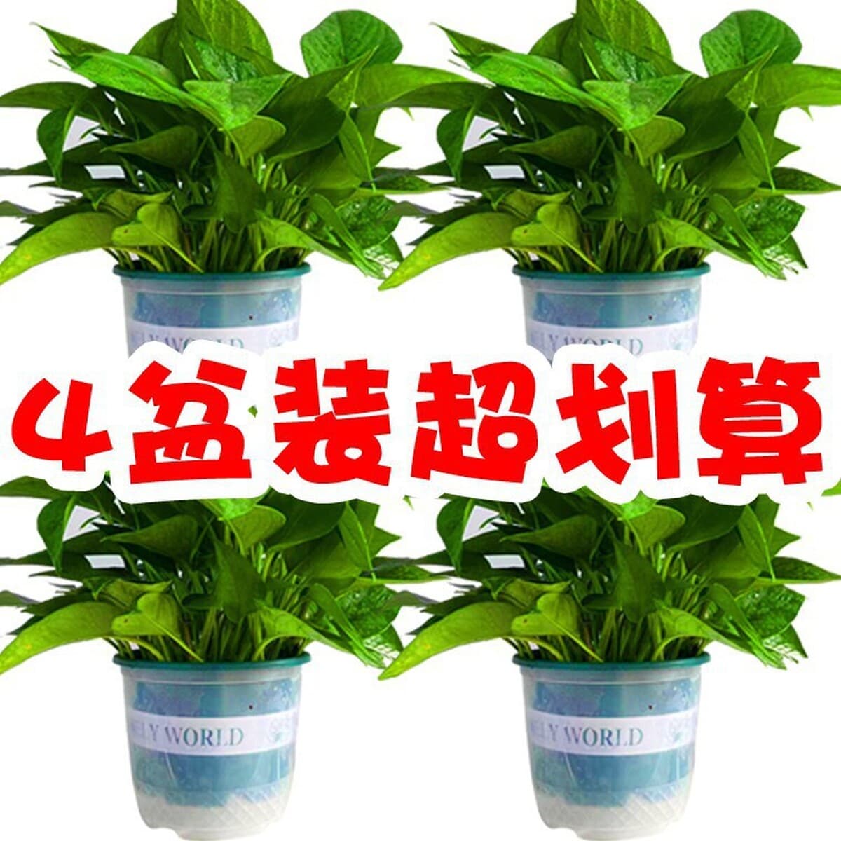 Оптовые комнатные горшечные зеленые растения для очистки воздуха, цветы, зеленые подвесные орхидеи, бонсай напрямую с базы.