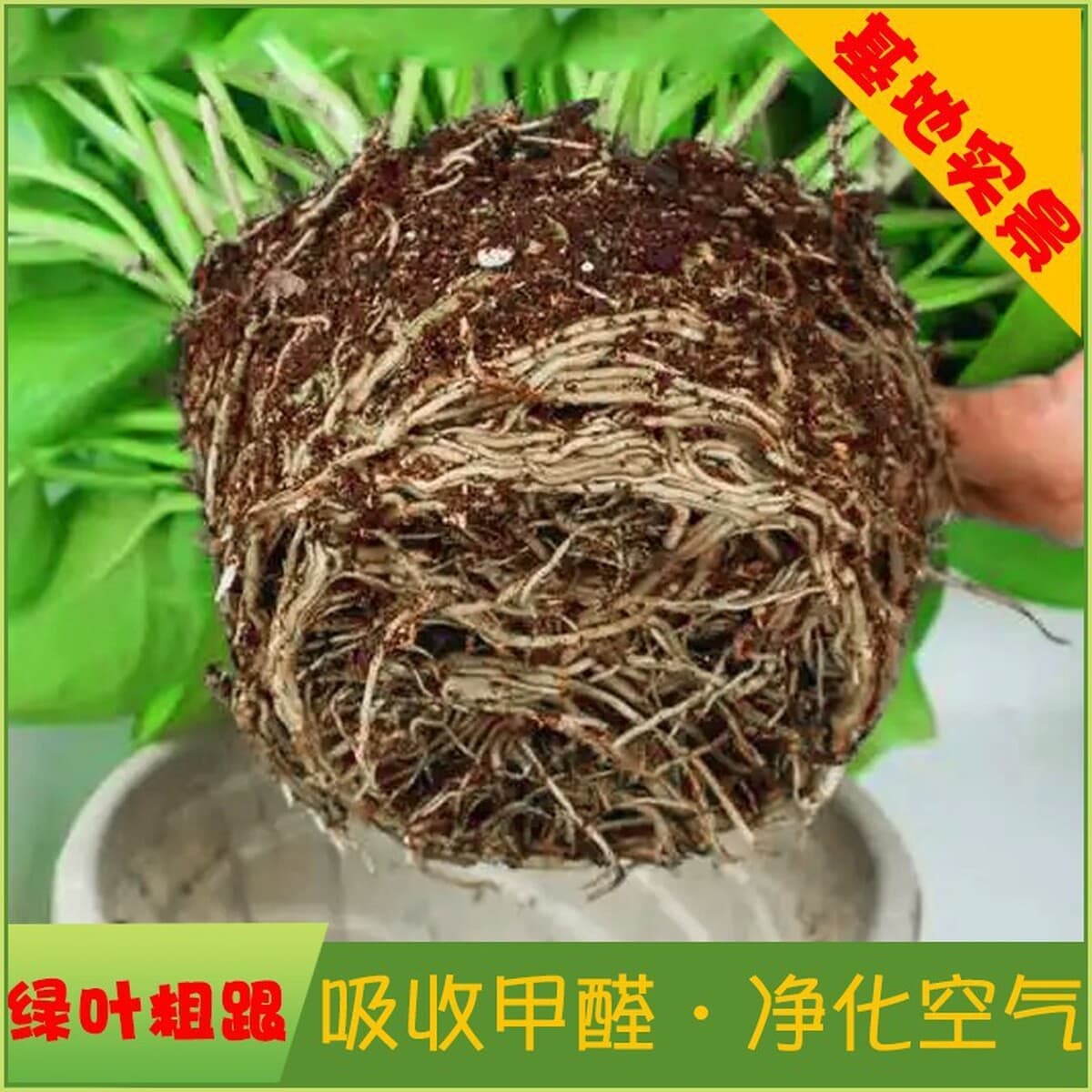 Оптовые комнатные горшечные зеленые растения для очистки воздуха, цветы, зеленые подвесные орхидеи, бонсай напрямую с базы.