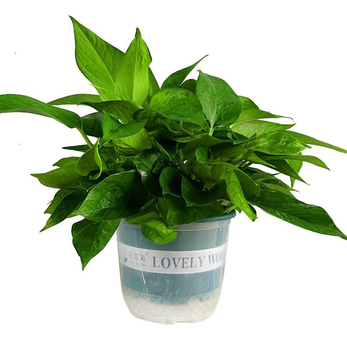 Оптовые комнатные горшечные зеленые растения для очистки воздуха, цветы, зеленые подвесные орхидеи, бонсай напрямую с базы.