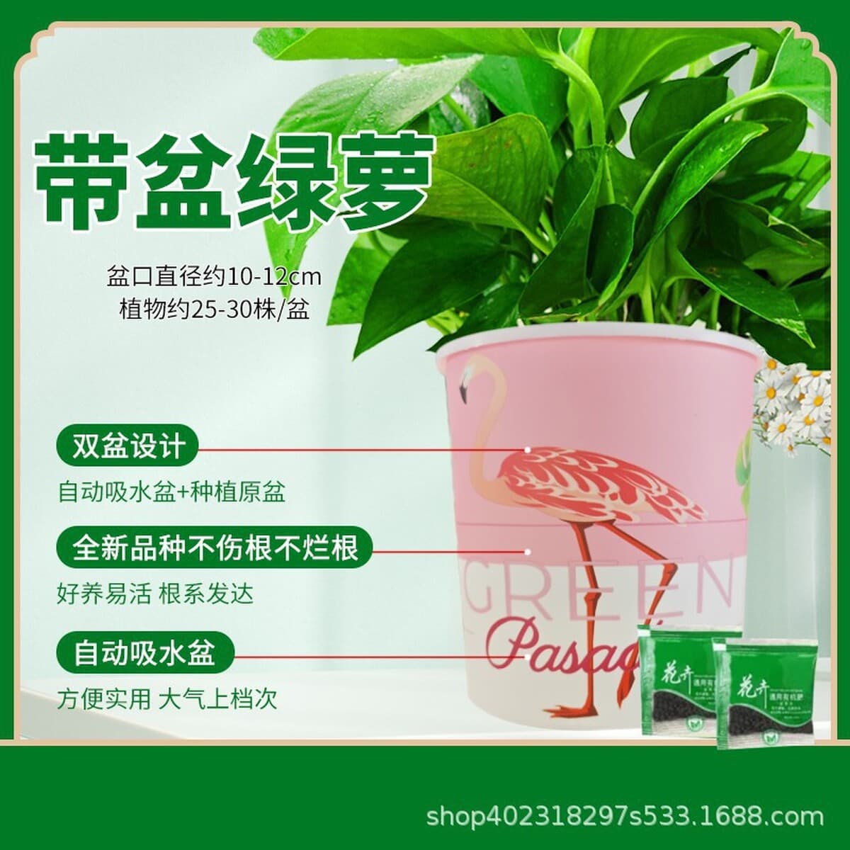 Оптовые комнатные горшечные зеленые растения для очистки воздуха, цветы, зеленые подвесные орхидеи, бонсай напрямую с базы.