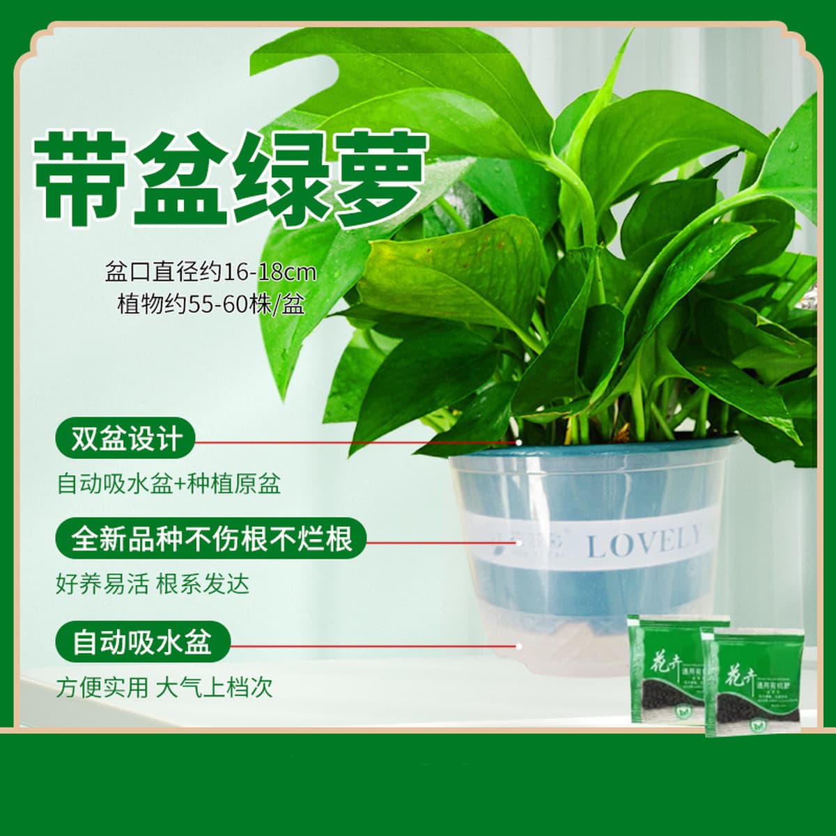 Оптовые комнатные горшечные зеленые растения для очистки воздуха, цветы, зеленые подвесные орхидеи, бонсай напрямую с базы.