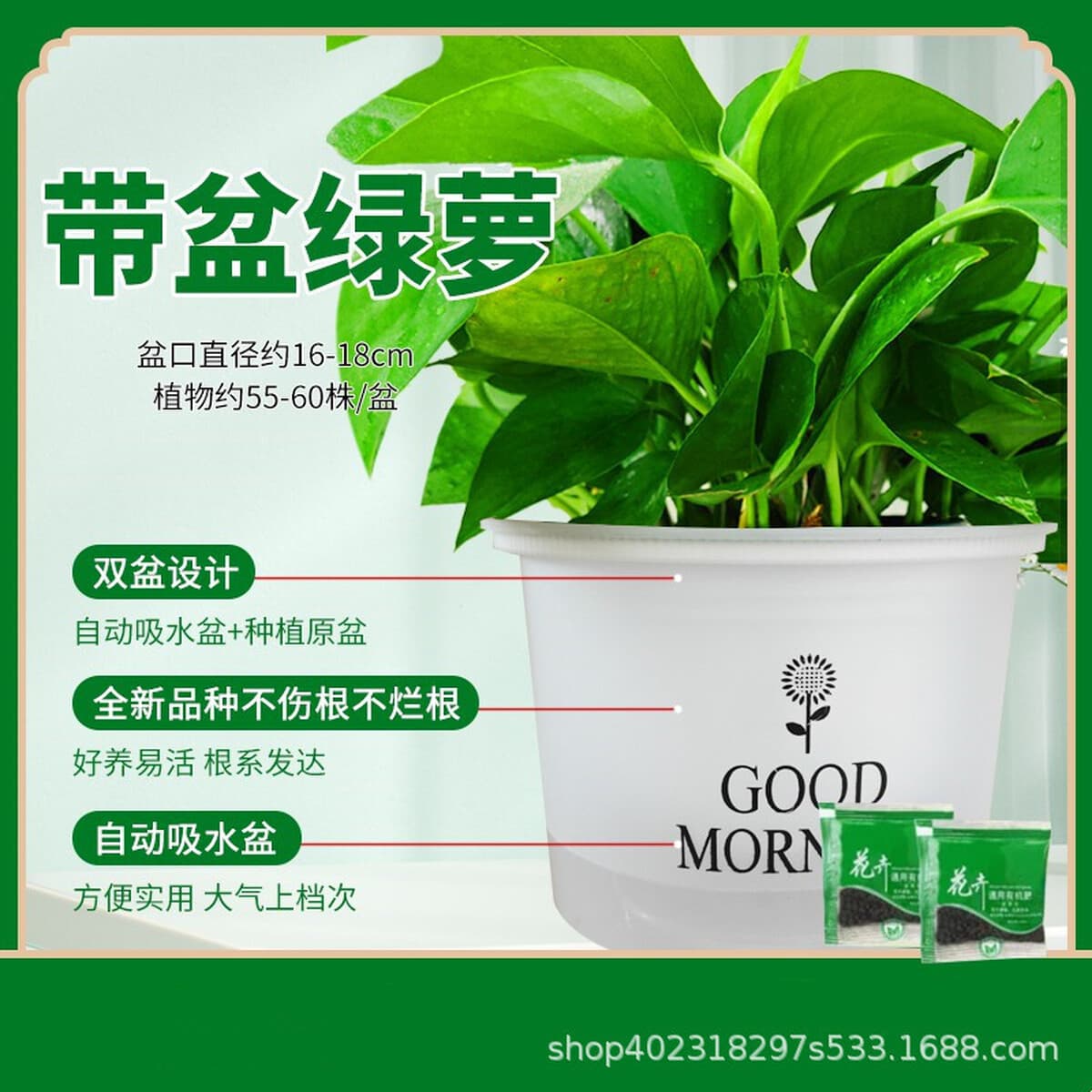 Оптовые комнатные горшечные зеленые растения для очистки воздуха, цветы, зеленые подвесные орхидеи, бонсай напрямую с базы.