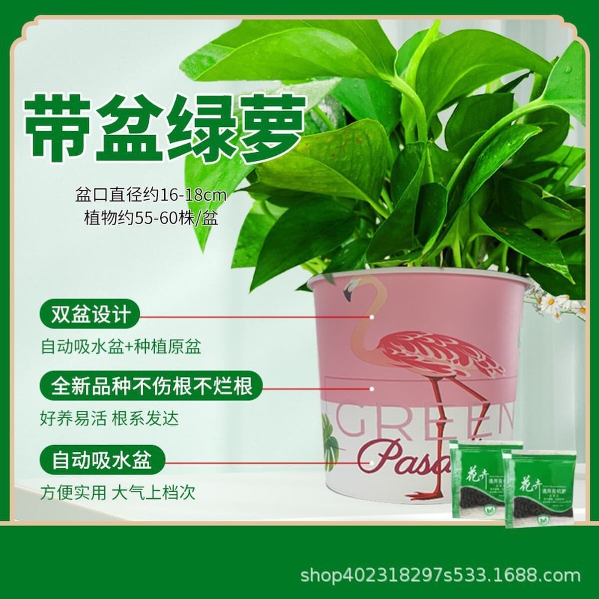 Оптовые комнатные горшечные зеленые растения для очистки воздуха, цветы, зеленые подвесные орхидеи, бонсай напрямую с базы.